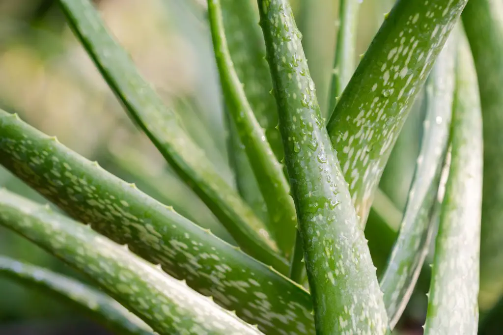 Close up Aloe Vera Plant