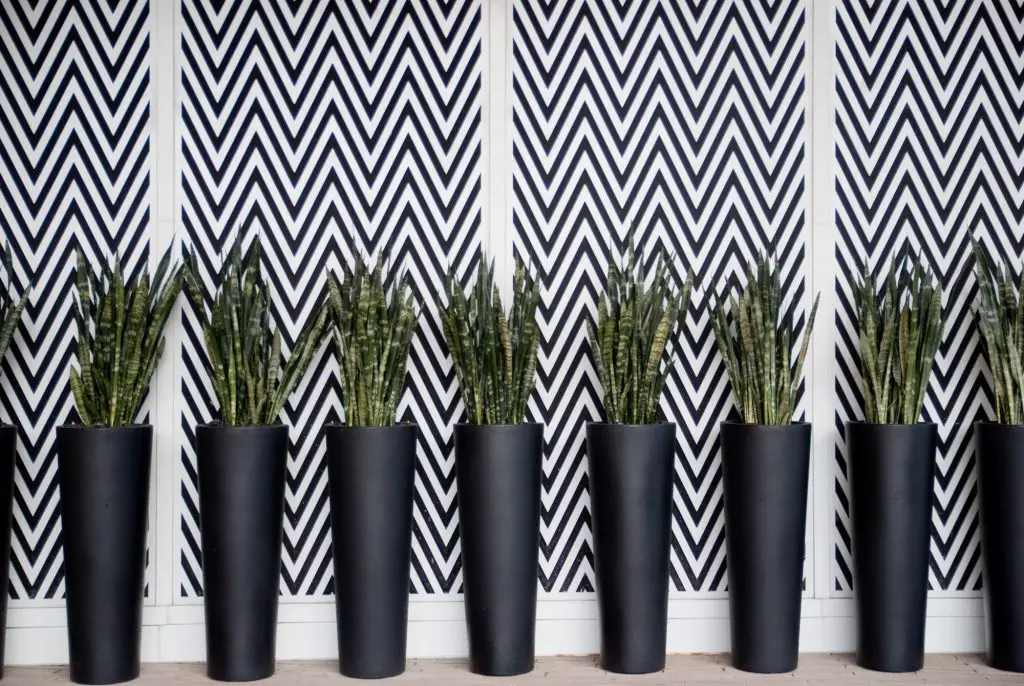 Geometric patterns contrasting a modern wall and dagger-like snake plants in black vases