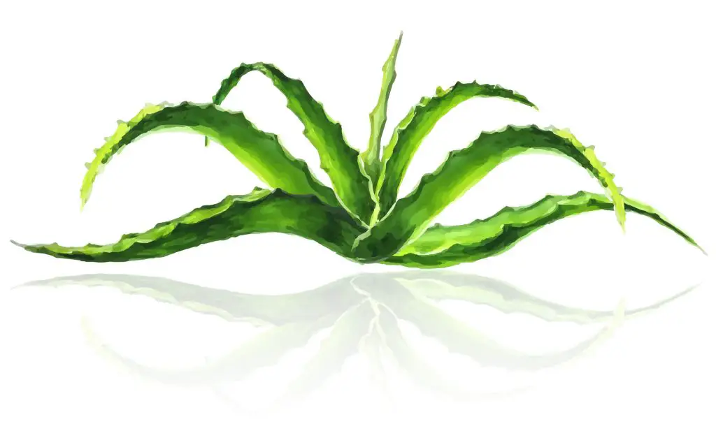 Bush of aloe vera with reflection on white background, vector illustration in watercolor style.