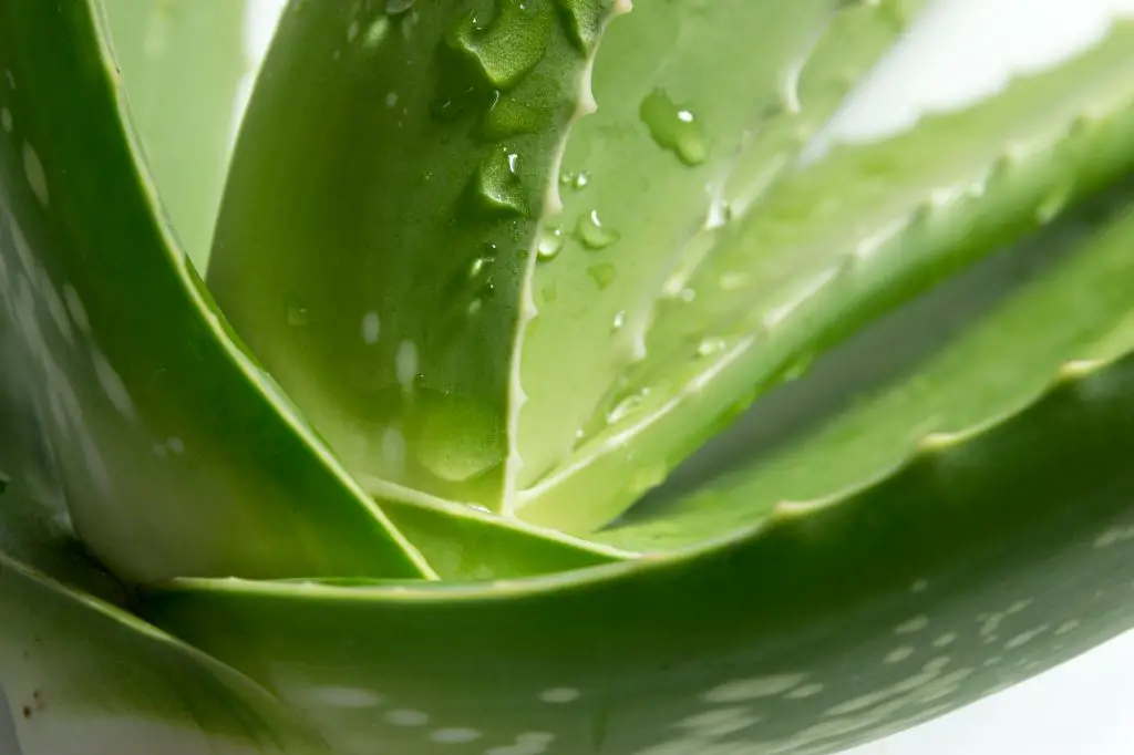 Aloe vera is a gelatinous substance obtained from a kind of aloe, used especially in cosmetics as an emollient and for the treatment of burns.