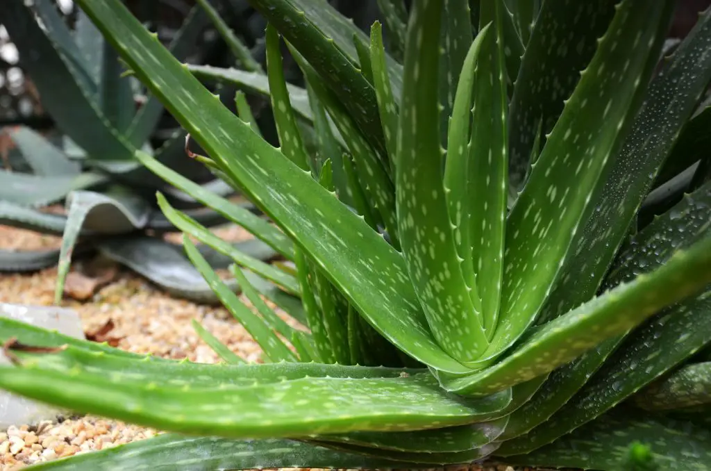 Medicinal plant aloe Vera, detail centre herbage