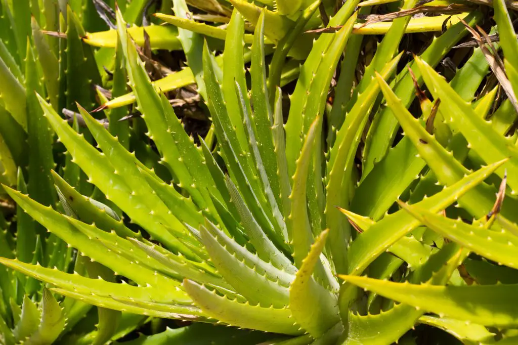Leaves of medicinal aloe vera plant. Medical plant