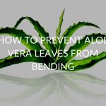HOW-TO-PREVENT-ALOE-VERA-LEAVES-FROM-BENDING