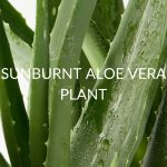 SUNBURNT-ALOE-VERA-PLANT-1