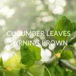 Cucumber Leaves Turning Brown