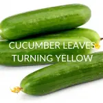 CUCUMBER-LEAVES-TURNING-YELLOW
