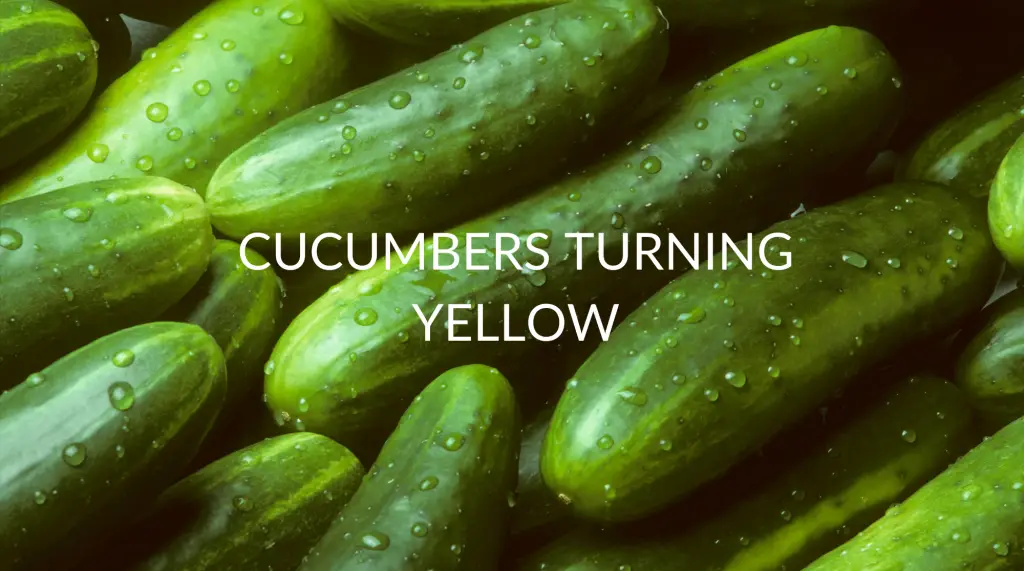 Cucumbers Turning Yellow Soak And Soil