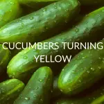 Cucumbers Turning Yellow