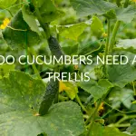 Do Cucumbers Need A Trellis