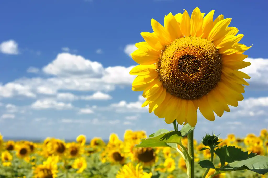 big sunflower in the field and sky