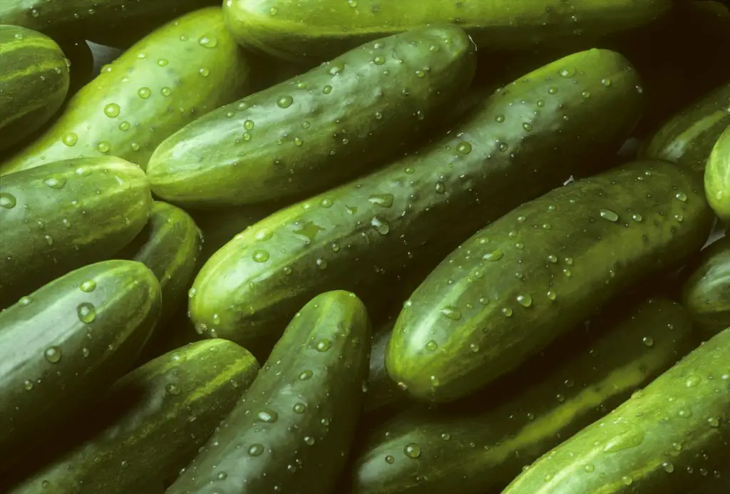 A pile of fresh cucumbers lying diagonally with drops of water