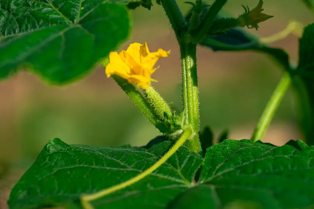 Young plant cucumber with yellow flowers. Juicy fresh cucumber close-up macro on a background of leaves