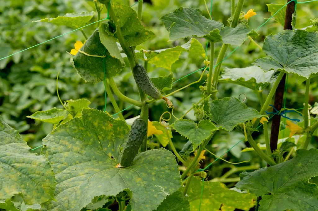 Young plant cucumber in the garden.