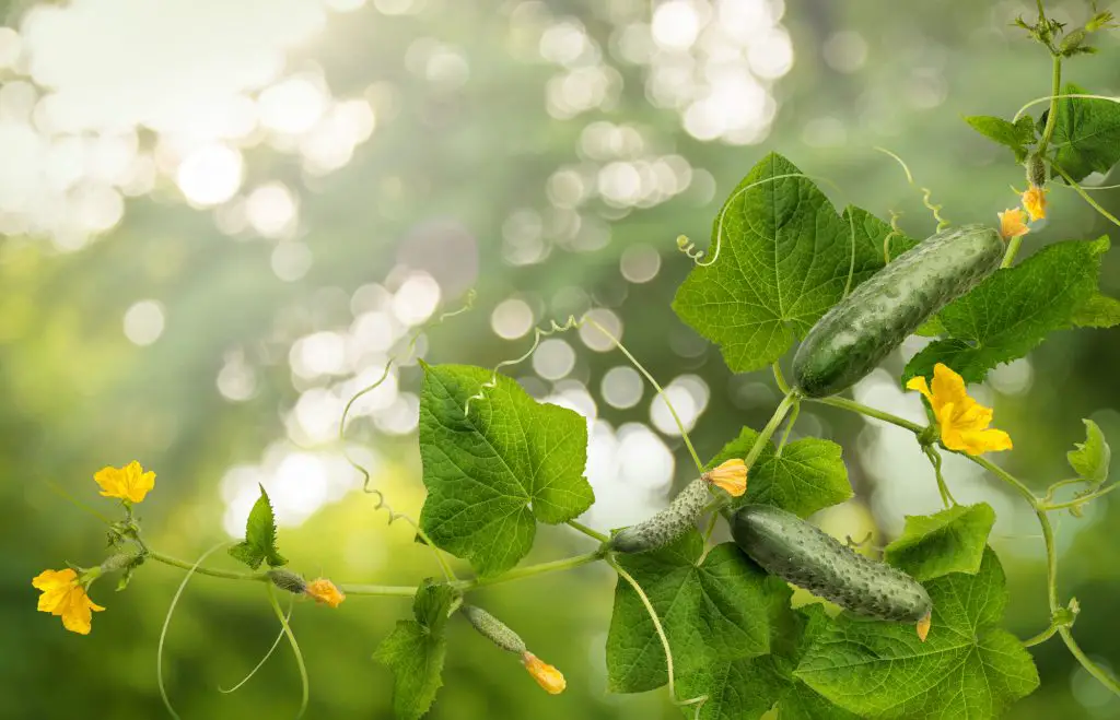 Cucumber is widely cultivated plant in gourd family Cucurbitaceae. Vine with fruits varying degrees of maturity, fading yellow flowers, lush foliage, curled tendrils. Closeup view with space for text