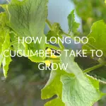 HOW-LONG-DO-CUCUMBERS-TAKE-TO-GROW
