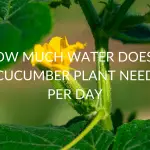 HOW-MUCH-WATER-DOES-A-CUCUMBER-PLANT-NEED-PER-DAY-CUCUMBERS-NEED-A-TRELLIS