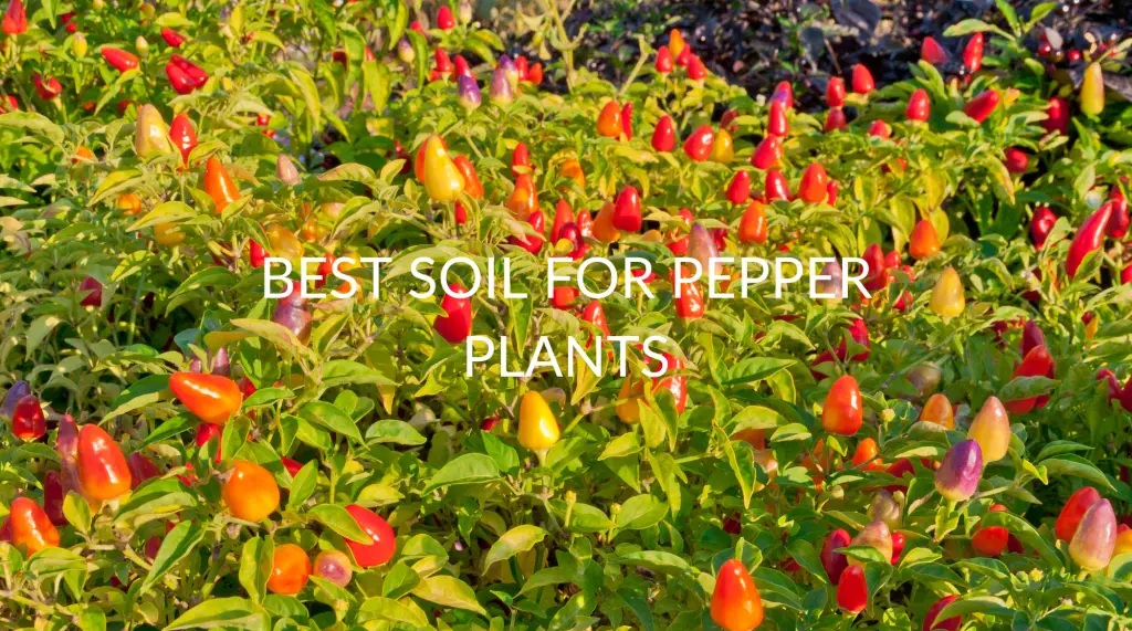 Best Soil For Pepper Plants (& What To Look For) Soak And Soil