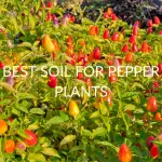 Best Soil For Pepper Plants