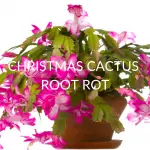 CHRISTMAS-CACTUS-ROOT-ROT