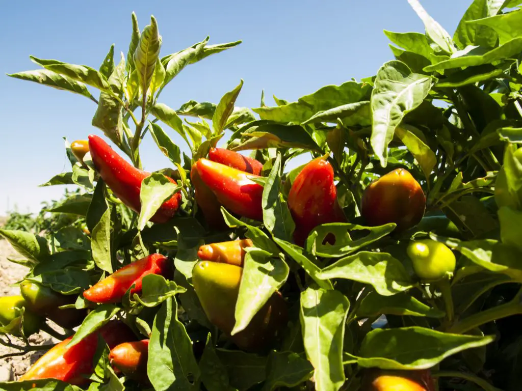 Growing organic vegetables on farm in Rocky Ford, Colorado.