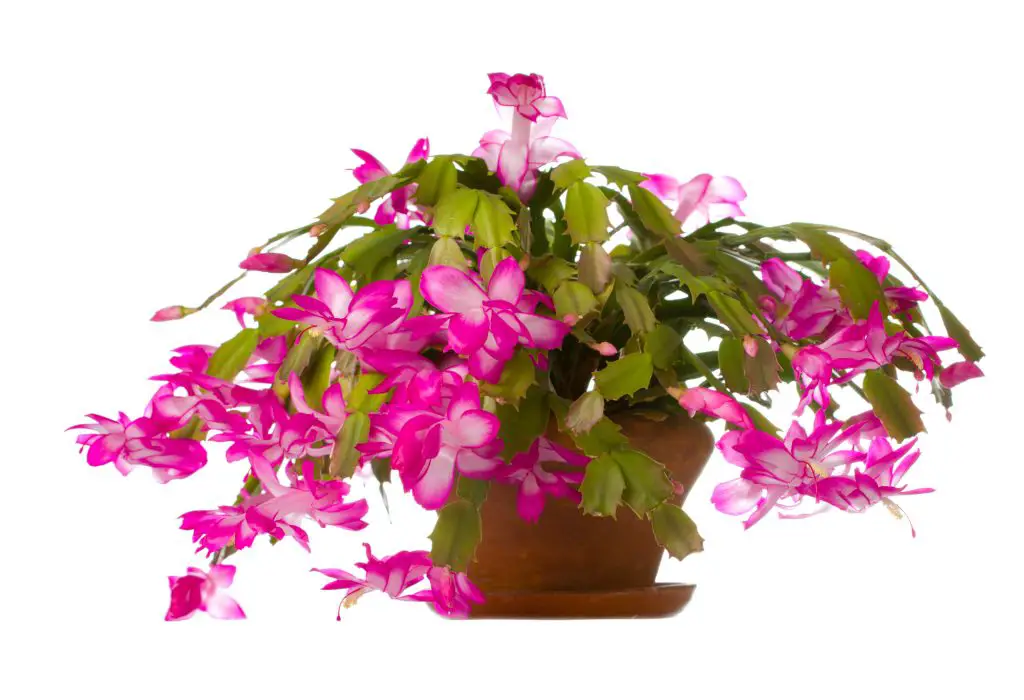 Christmas Cactus