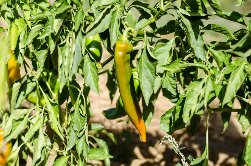 ripe green paprika growing outside just before harvesting
