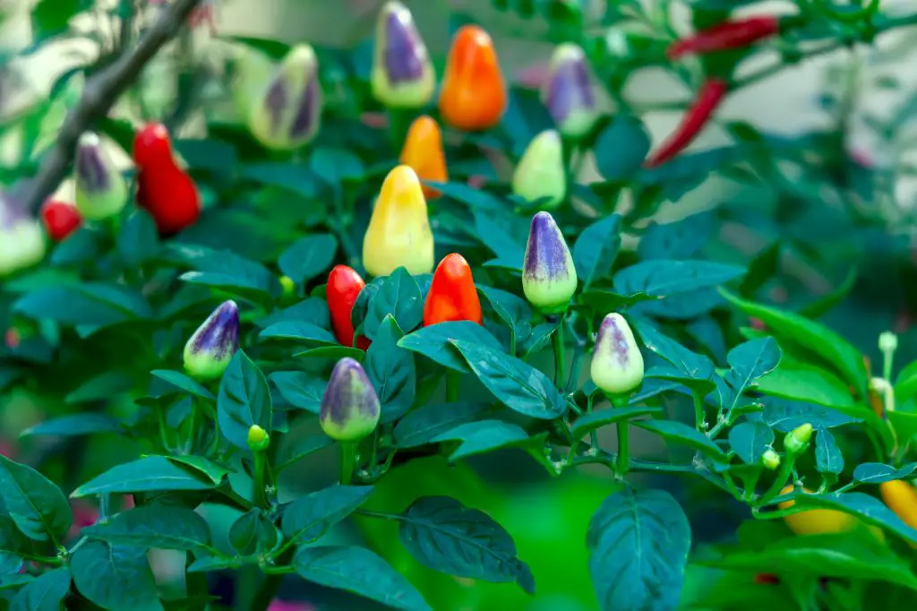 Purple, red and yellow chili pepper growing in a garden