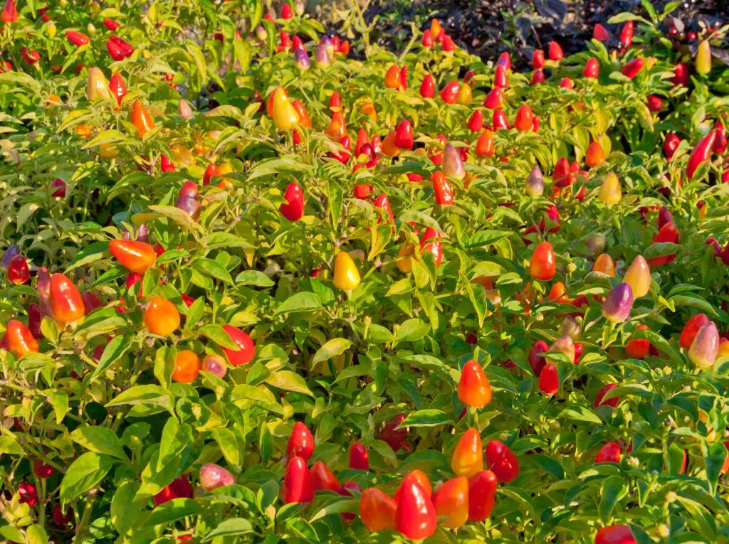 Ornamental pepper in a garden shaped as Christmas lights