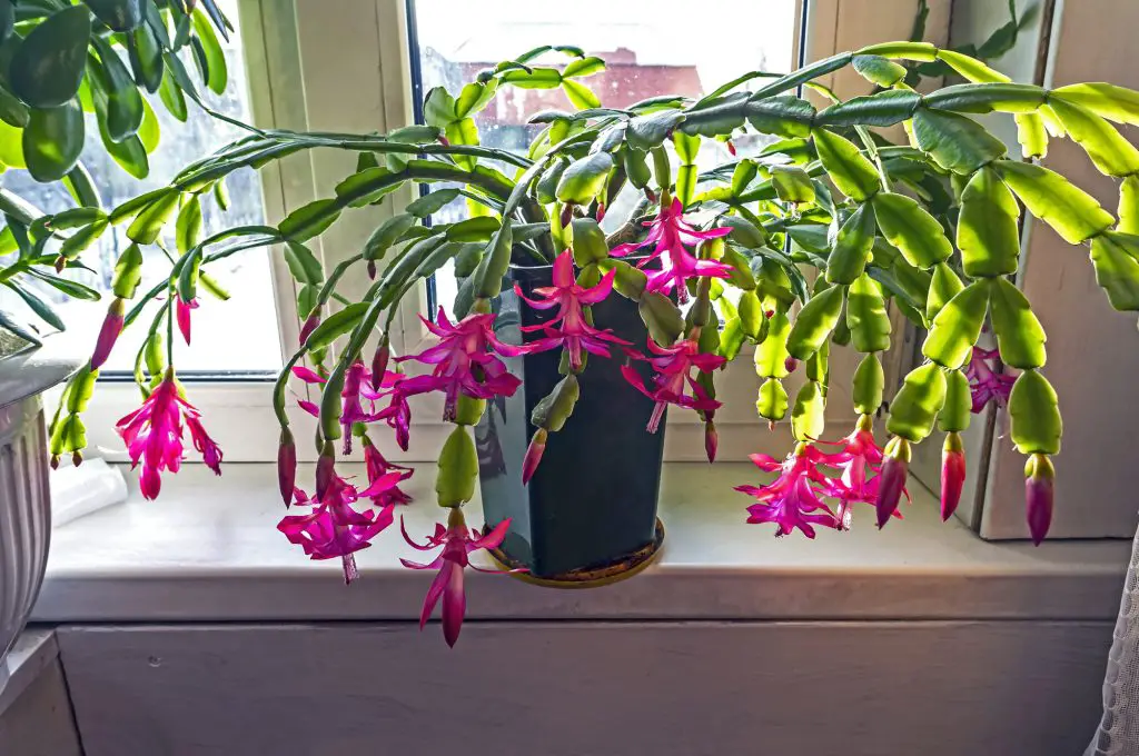 beautiful scarlet blooming Christmas cactus on the windowsill