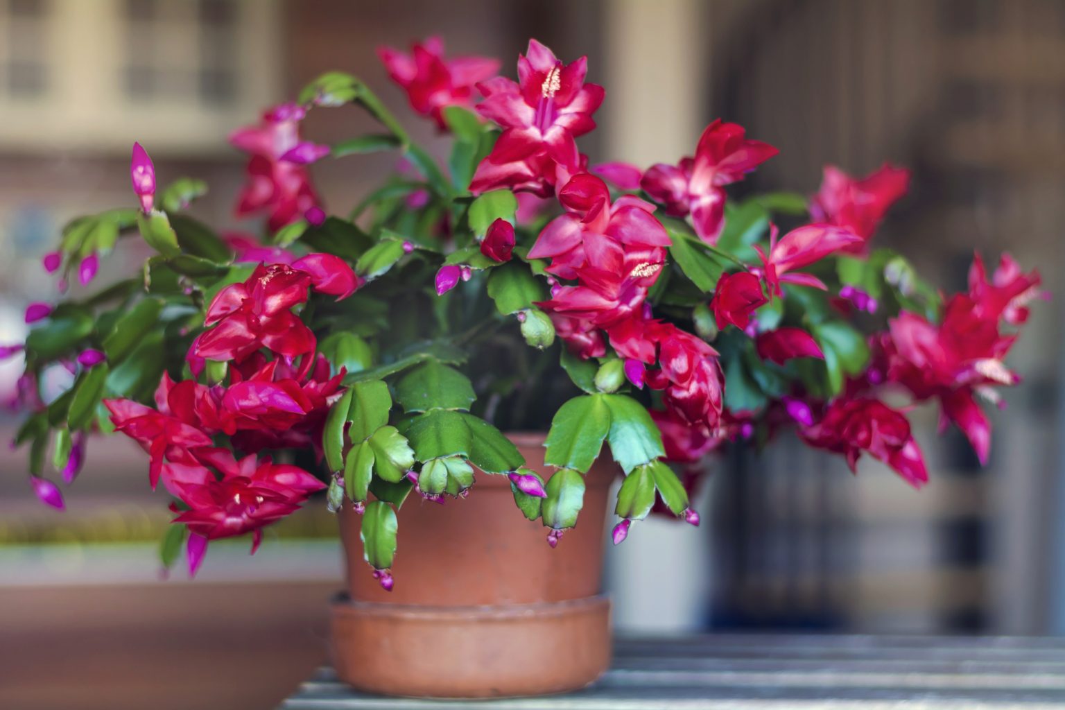 7 Ways To Revive A Dying Christmas Cactus Even When Theyre Old