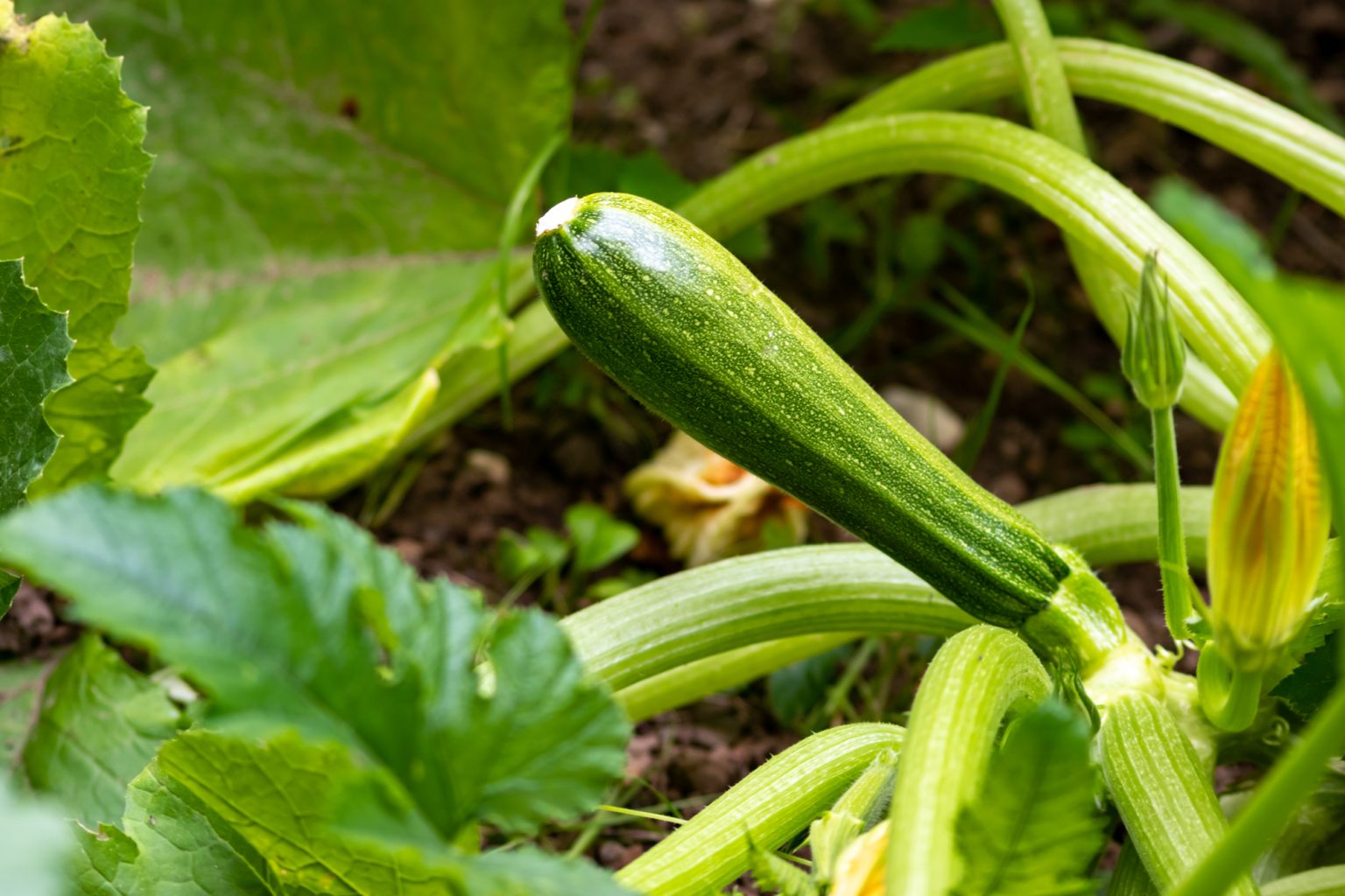 How Many Zucchini Per Plant (& Will It Keep Producing) Soak And Soil