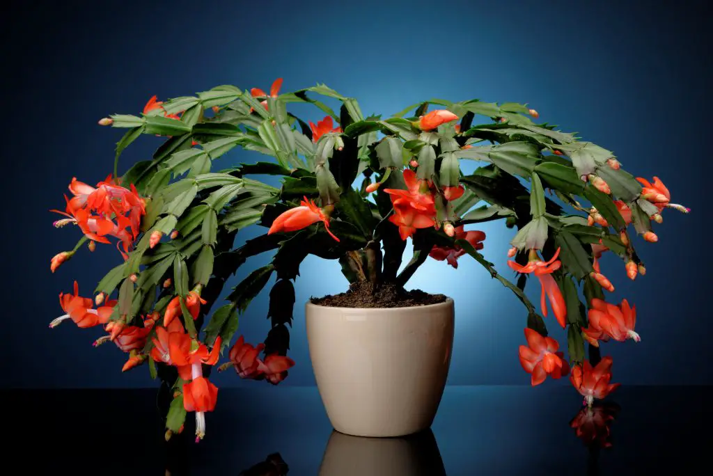 Christmas cactus on a blue background. Schlumbergera.