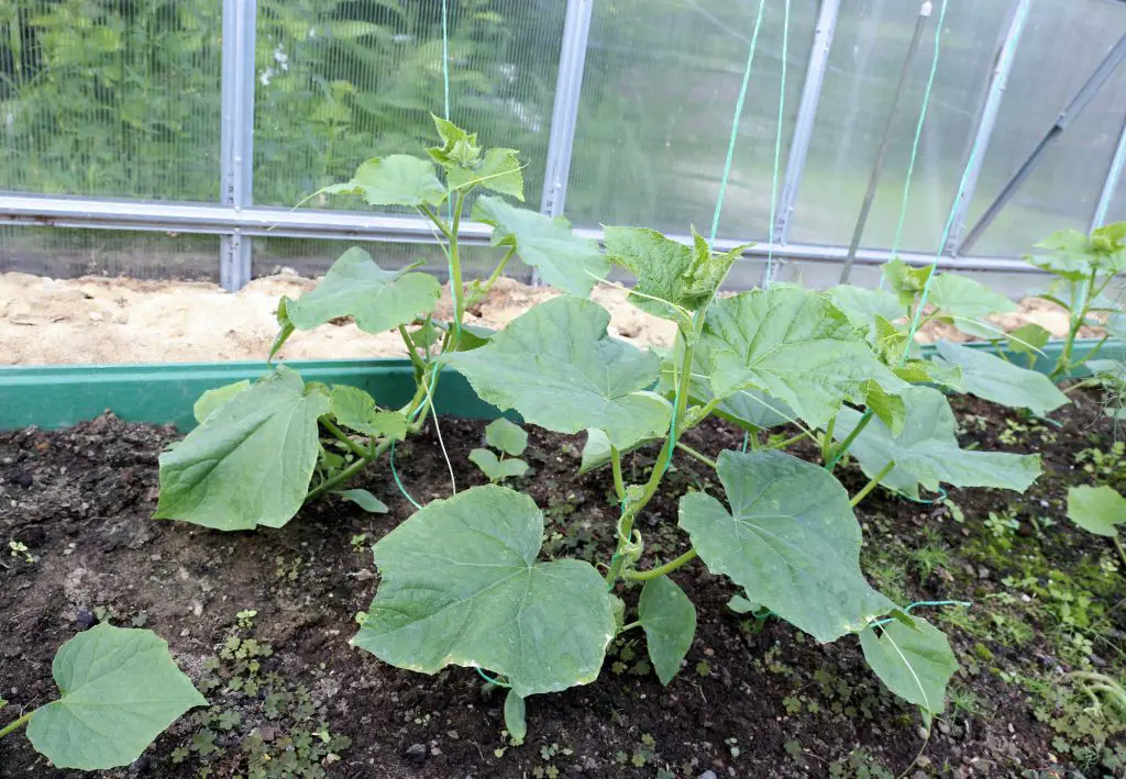 Cucumber plants on the gardenbad in the greenhouse