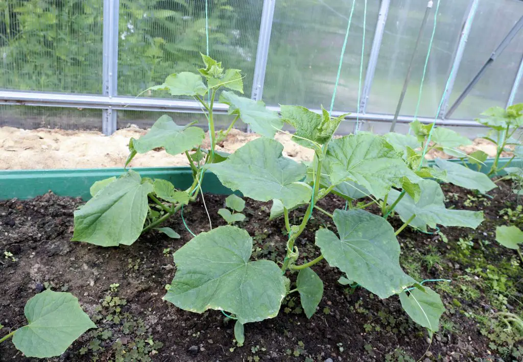 How Many Cucumbers Per Plant (& How To Increase Yield)