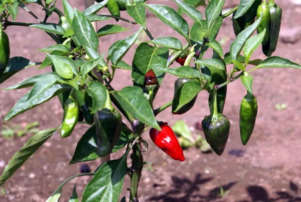 Do Pepper Plants Like Coffee Grounds?
