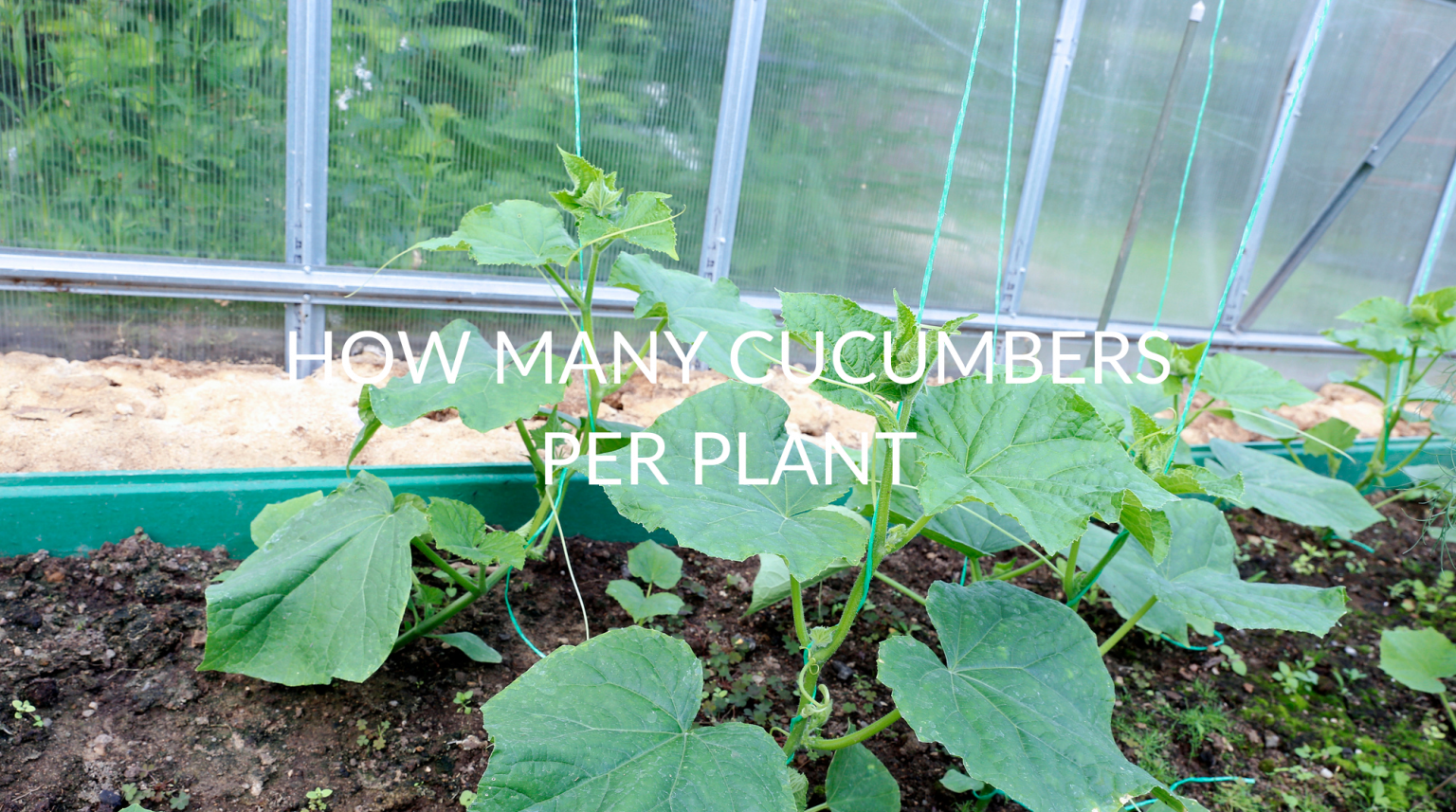 How Many Cucumbers Per Plant (& How To Increase Yield) Soak And Soil