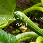 How Many Zucchini Per Plant (& Will It Keep Producing)