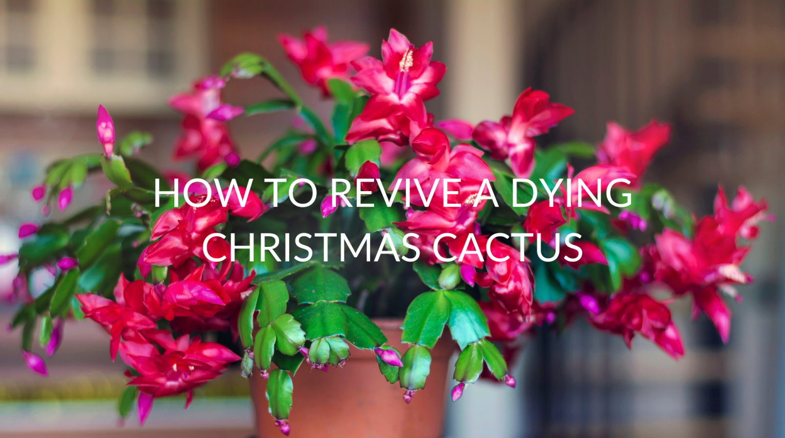 7 Ways To Revive A Dying Christmas Cactus (Even When They're Old