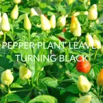 Pepper Plant Leaves Turning Black