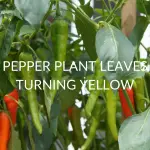 Pepper Plant Leaves Turning Yellow