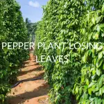 Pepper Plant Losing Leaves