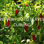 Pepper Plants Leaves Curling