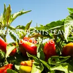 Pepper Plants Leaves Drooping