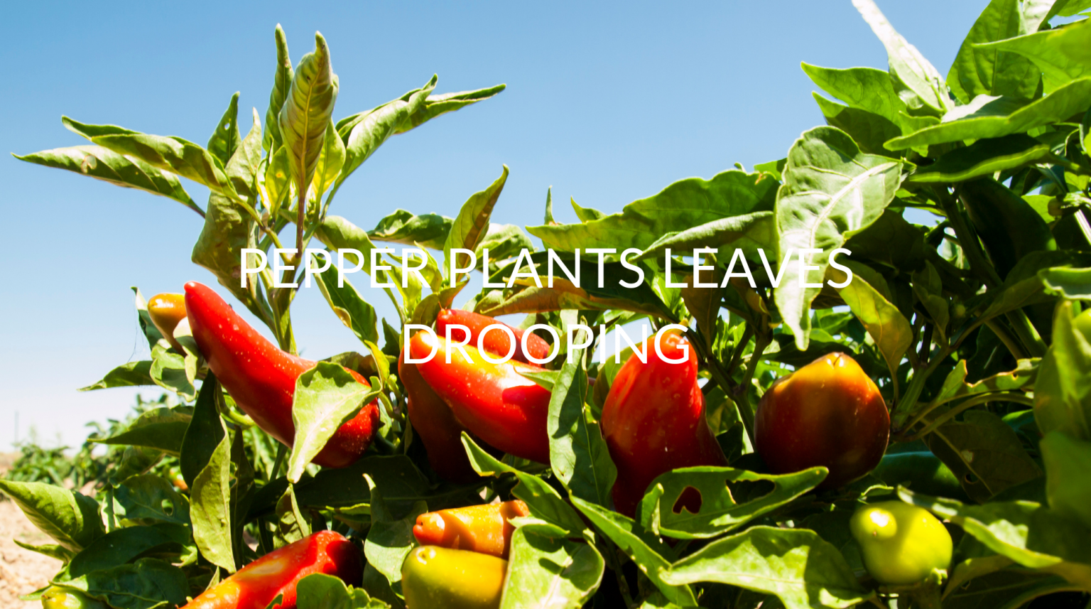 5 Reasons Your Pepper Plants Leaves Are Drooping (And How To Fix It) Soak And Soil