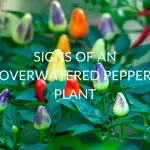 7 Signs Of An Overwatered Pepper Plant (And What To Do About It)