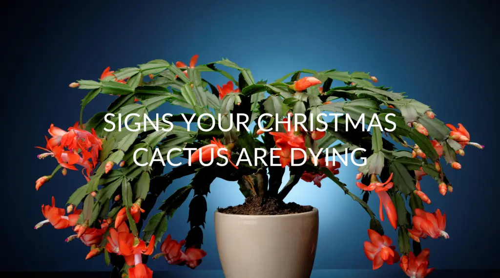 6 Signs Your Christmas Cactus Are Dying (And How To Help Them) Soak