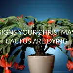 6 Signs Your Christmas Cactus Are Dying (And How To Help Them)