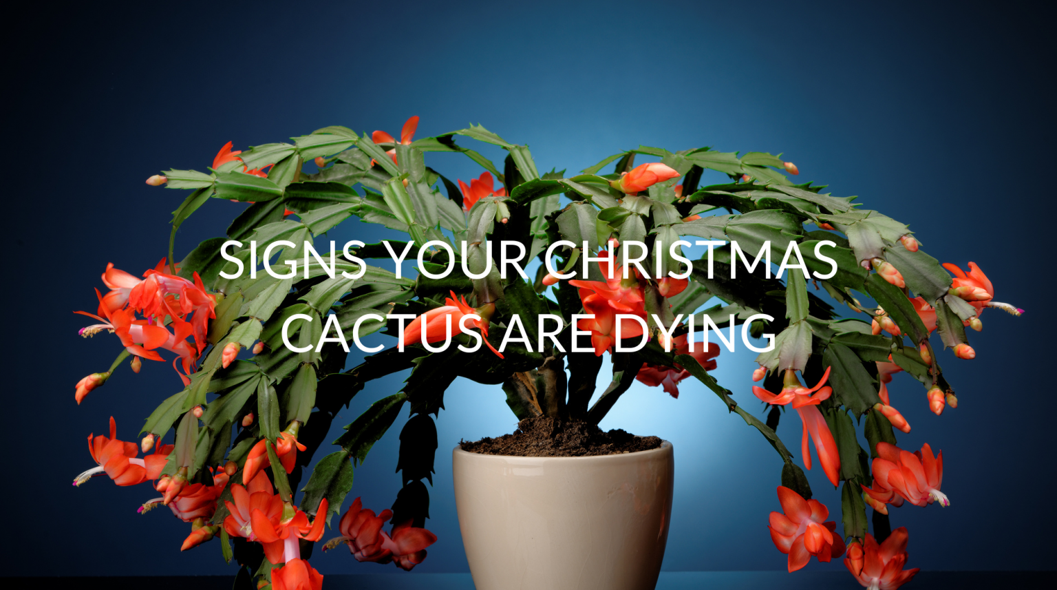 6 Signs Your Christmas Cactus Are Dying And How To Help Them Soak