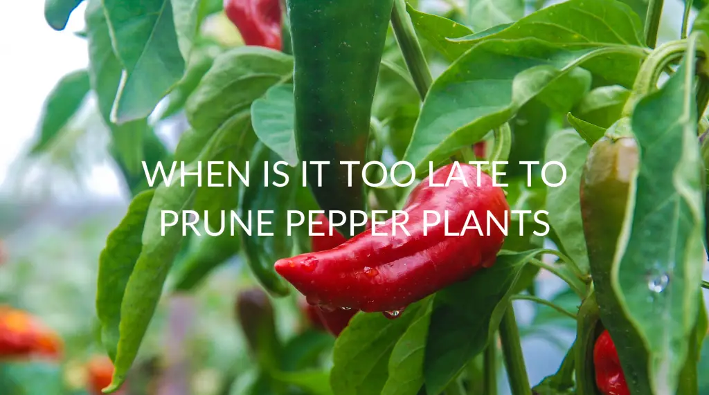 When Is It Too Late To Prune Pepper Plants (& How To Prune Them) - Soak ...