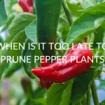 When Is It Too Late To Prune Pepper Plants  (& How To Prune Them)